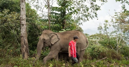 Elephants and mahouts - World Animal Protection - Wildlife. Not entertainers