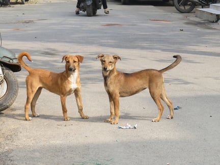 coronavirus, COVID-19, Dogs, animals in communities 