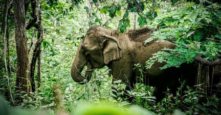 Elephant, Mae Doom, at the Kindred Spirit Elephant Sanctuary. 