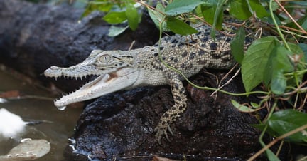 Crocodilo-de-água-salgada