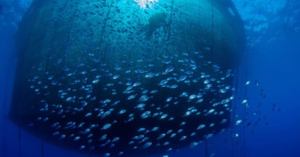  Peces atrapados en una red en una piscicultura oceánica industrial. Los peces son seres sintientes. 