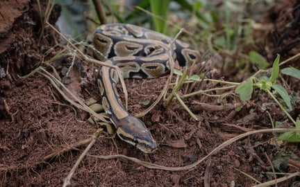 Pitón bola silvestre en su hábitat