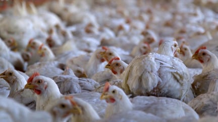 28 day old broiler chickens crammed together in a chicken shed