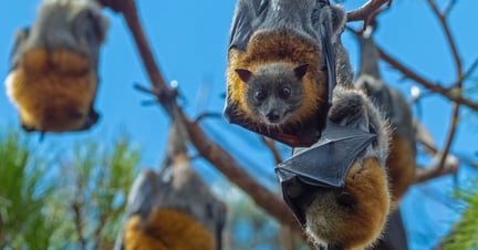 El murciélago zorro volador durante el día se posa en grandes árboles, que pueden contener de decenas a miles de individuos. 