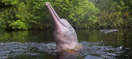Brasil dio primer paso para proteger al Delfín Rosado del Amazonas 