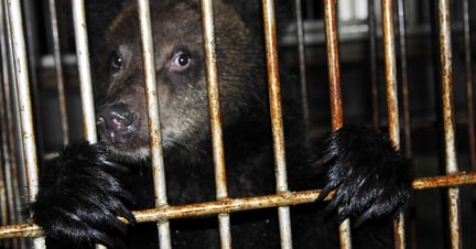 China ready to phase out bear bile industry