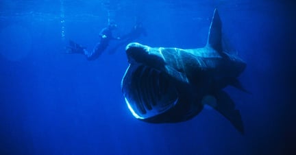 Qual é o predador mais assustador do oceano?
