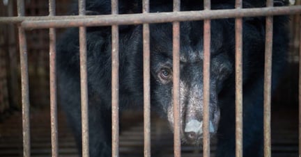 Bear bile farm photograph by Danny Bach