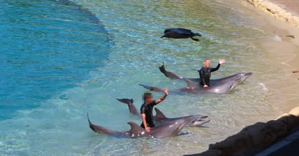 Dolphins performing at Sea World, Australia - World Animal Protection