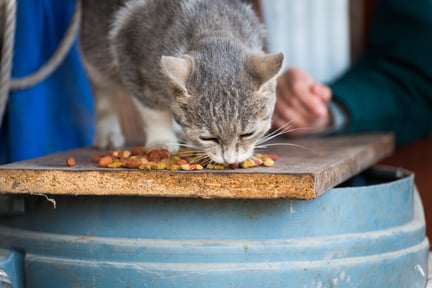 WSPA Latinoamérica auxilia animales y personas en Filipinas 