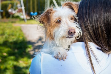 esterilización 