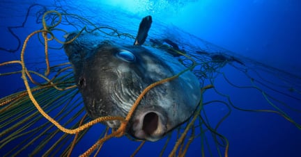 Scalloped hammerhead in net: Pascal Kobeh / Nature Picture Library