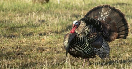 wild turkey