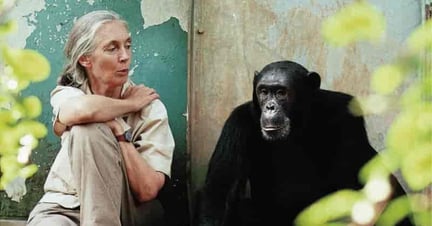 Jane Goodall