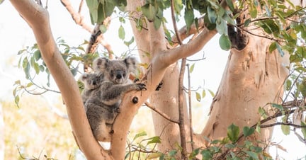 Koalas in the wild