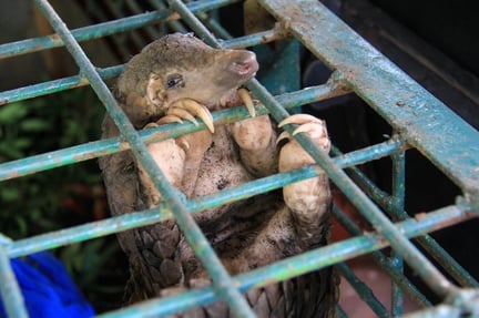 A seized pangolin at the Natural Resources Conservation Center Riau, Pekanbaru, Indonesia