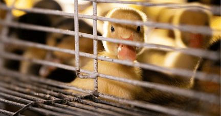 Un pato mira a través de una jaula.