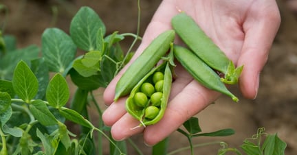 Prep Plant Based NZ