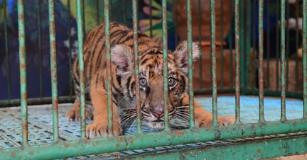 Un tigre cachorro cautivo en una jaula en un zoológico