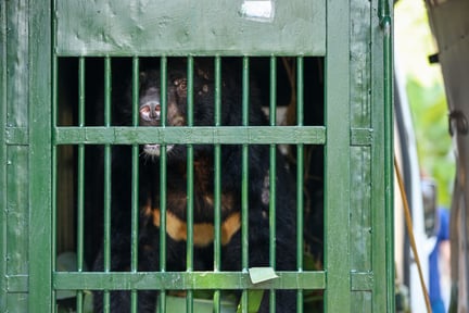 Un oso mira con miedo a través de una jaula