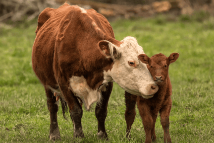 Una vaca junto a su ternero.
