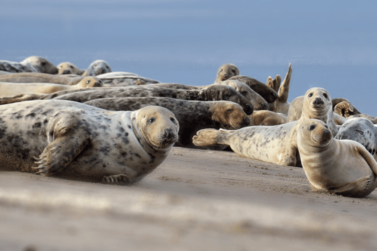 Un grupo de focas grises descansan en la arena.