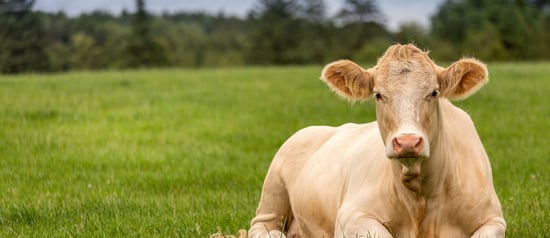 Una vaca en una granja en España. Las vacas son seres sintientes que merecen respeto y protección.