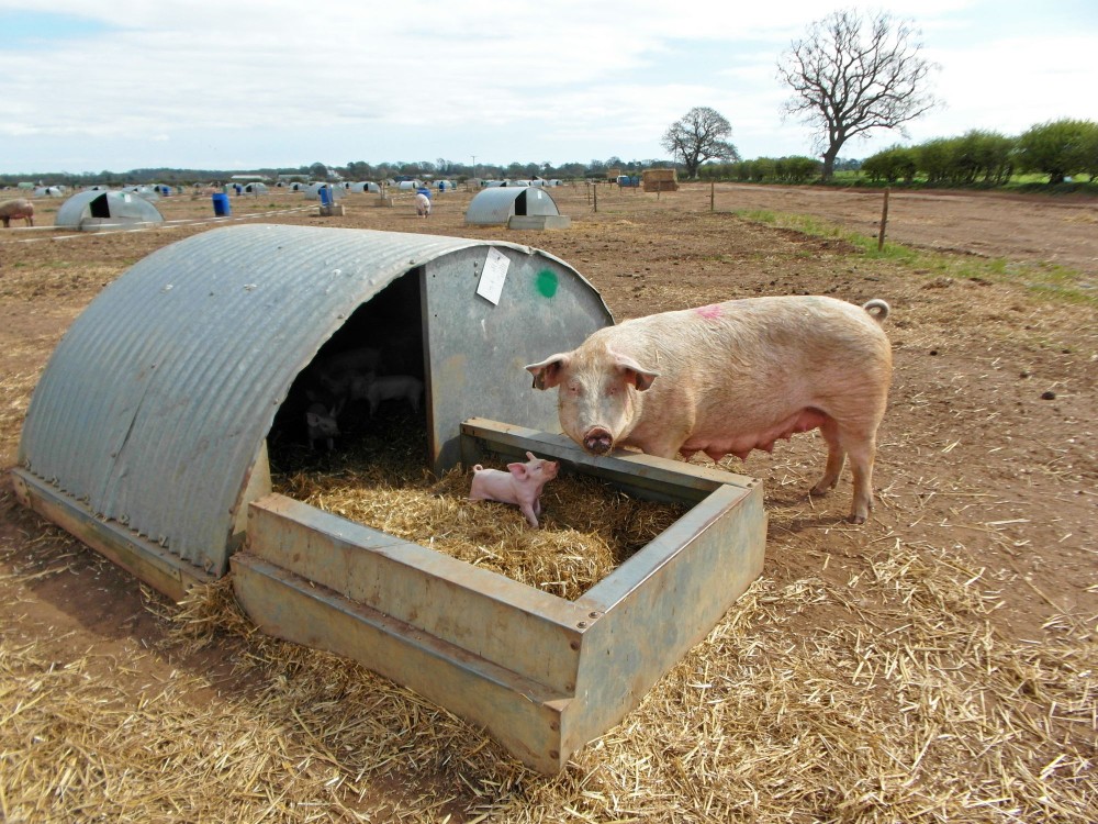 Una cerda junto a su lechón en una granja de alto bienestar en el Reino Unido.
