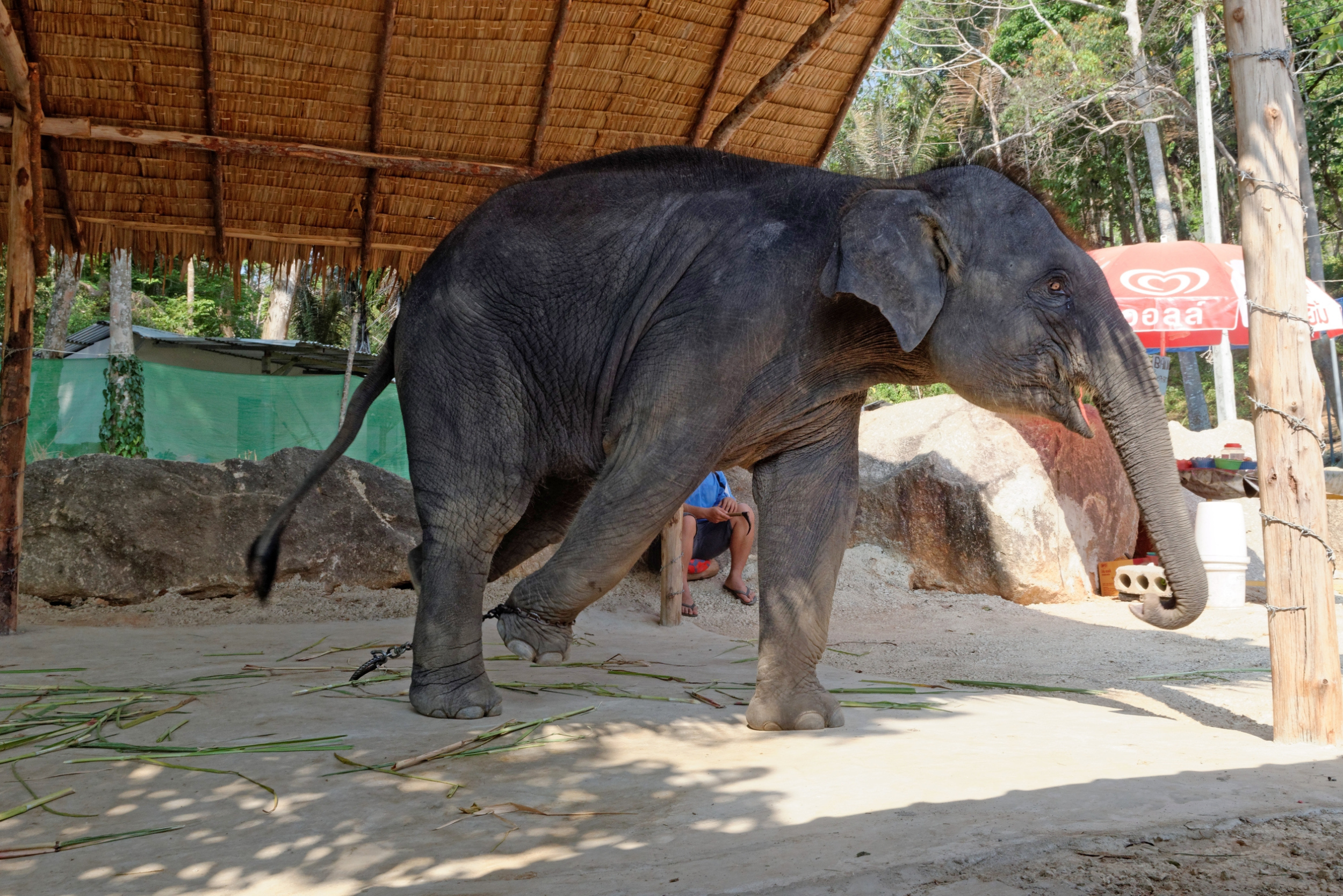Un elefante cautivo está desesperado por soltarse de su cadena.