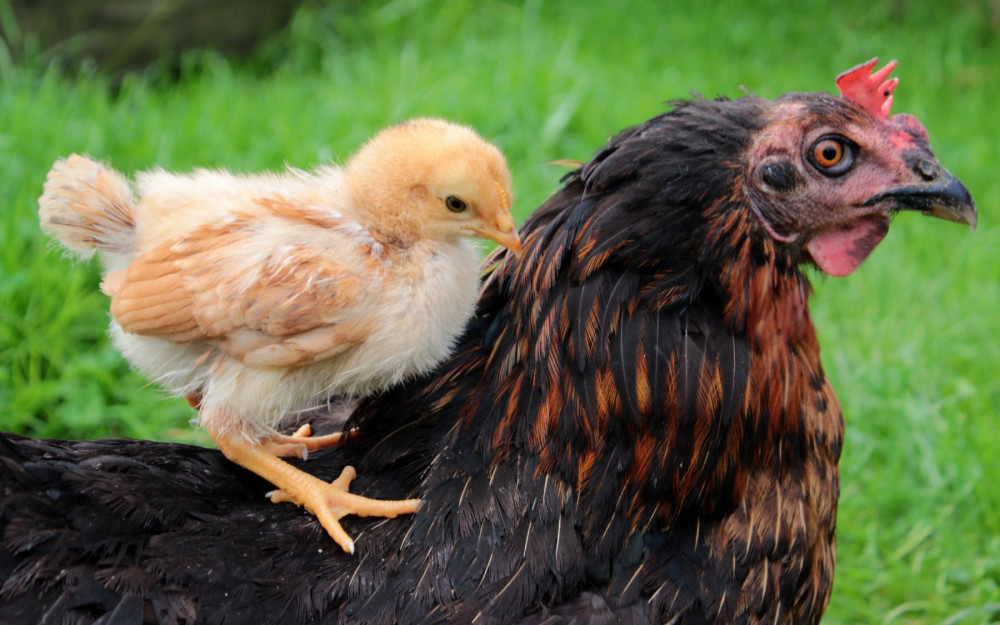 Un pollo sobre su madre gallina.
