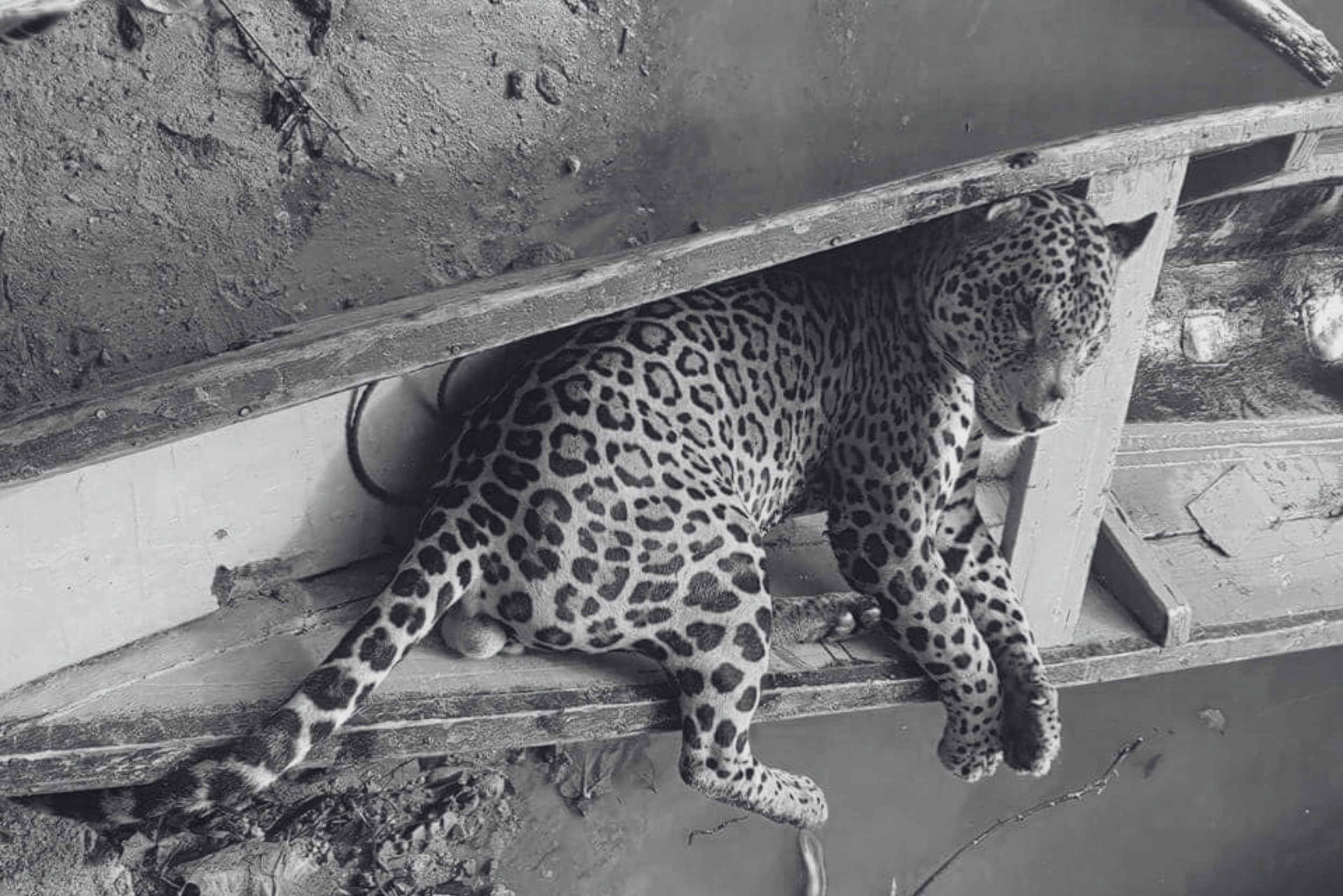 Un jaguar cazado en Surinam es transportado en una canoa