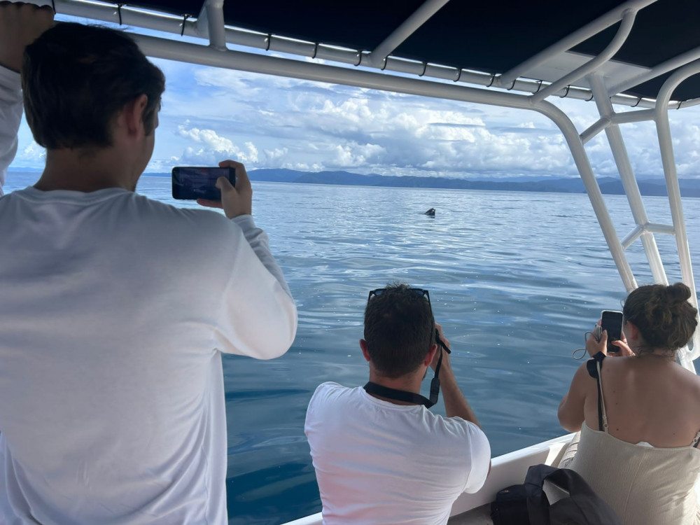 turistas observando cetáceos a una distancia segura en su hábitat natural