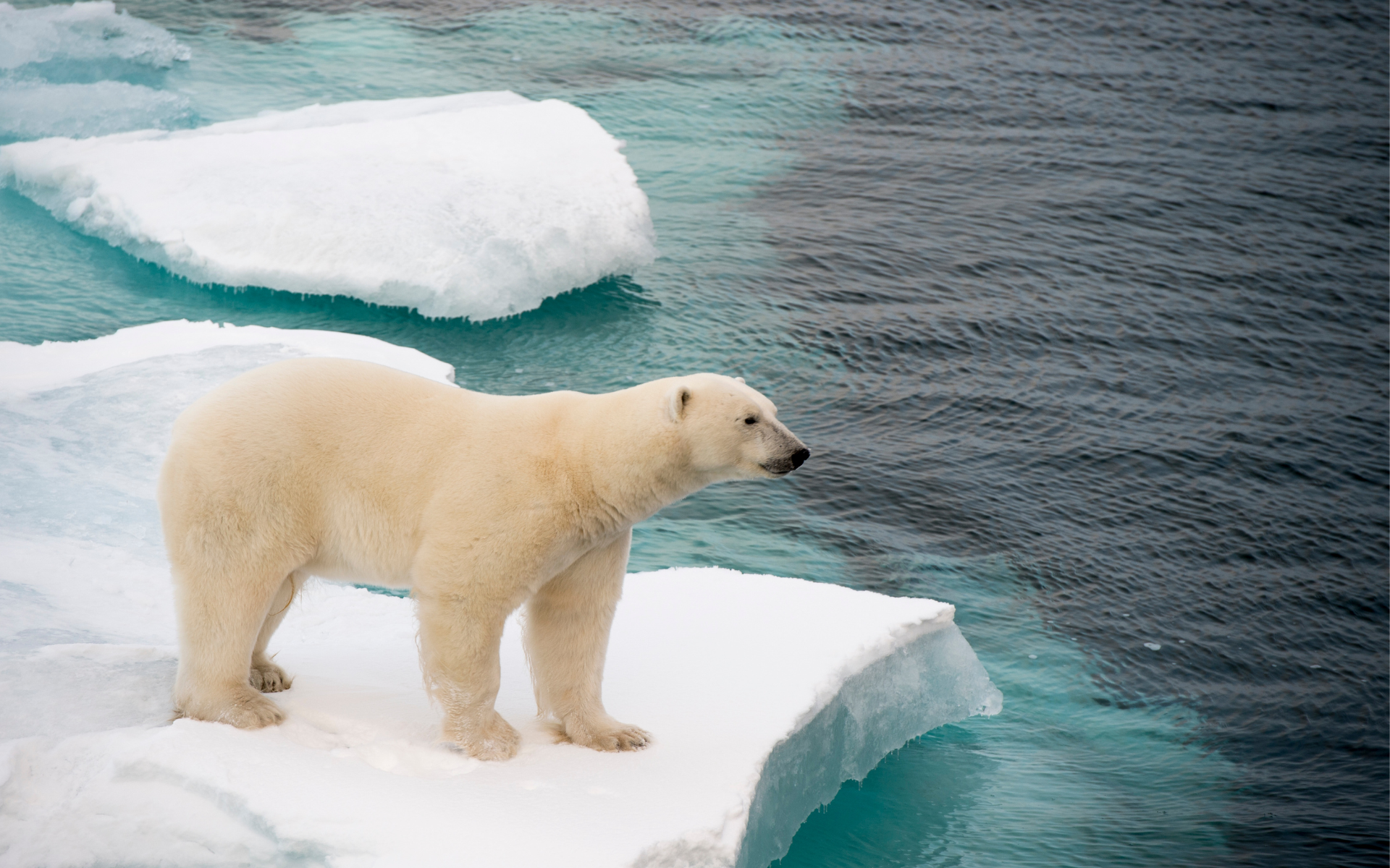 un oso polar atrapado en un bloque pequeño de hielo.