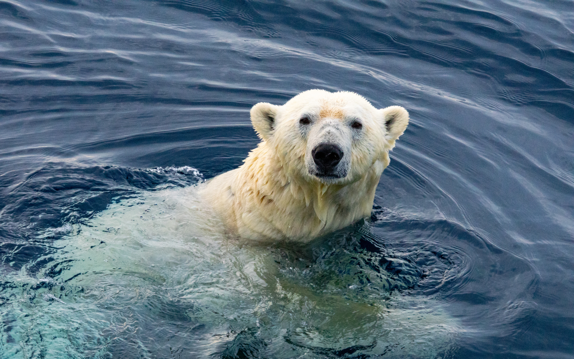 : un oso polar nadando mientras ve a la cámara.
