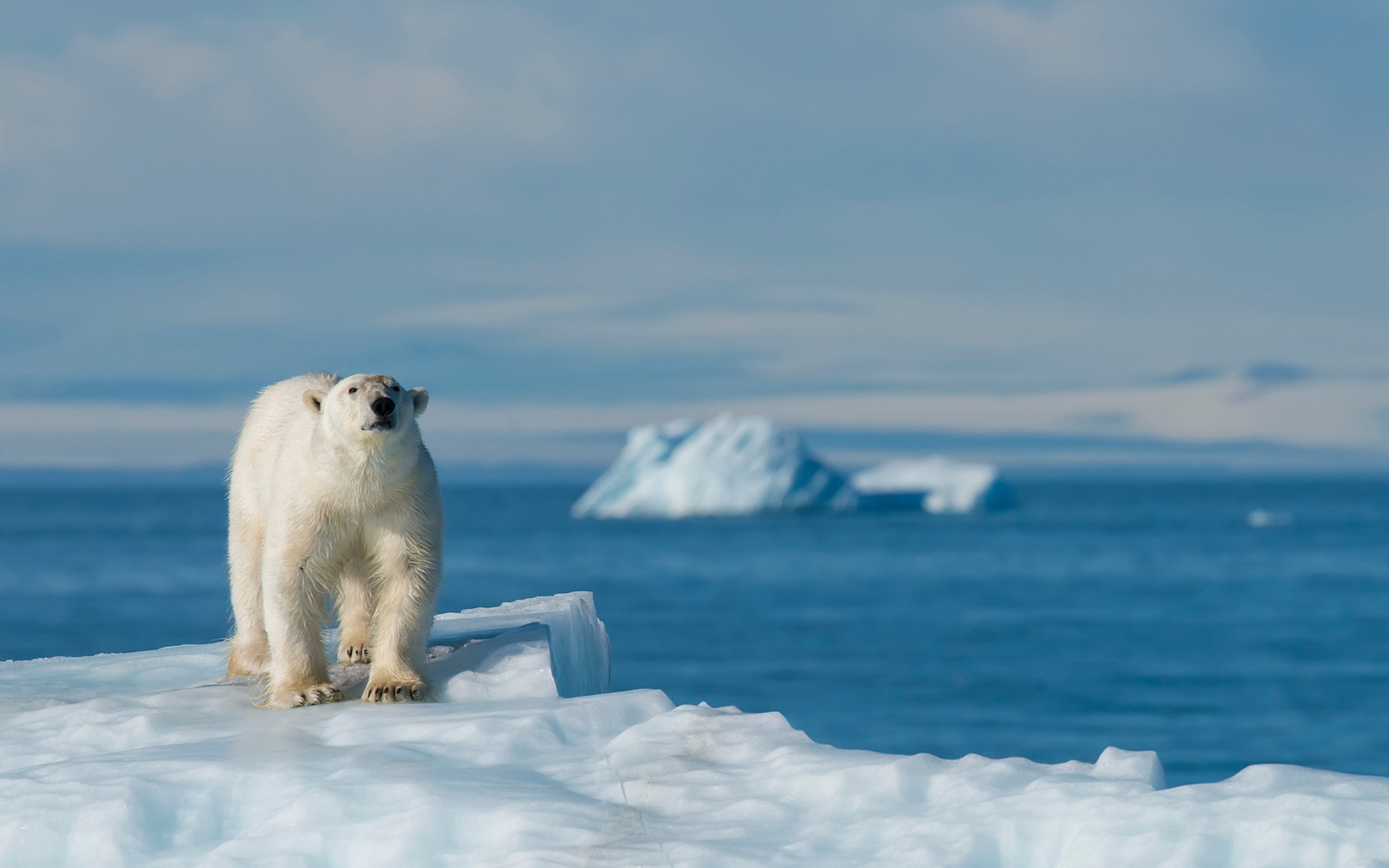 Un oso polar caminado sobre una superficie de hielo. Imagen: webguzs / Getty Images Pro