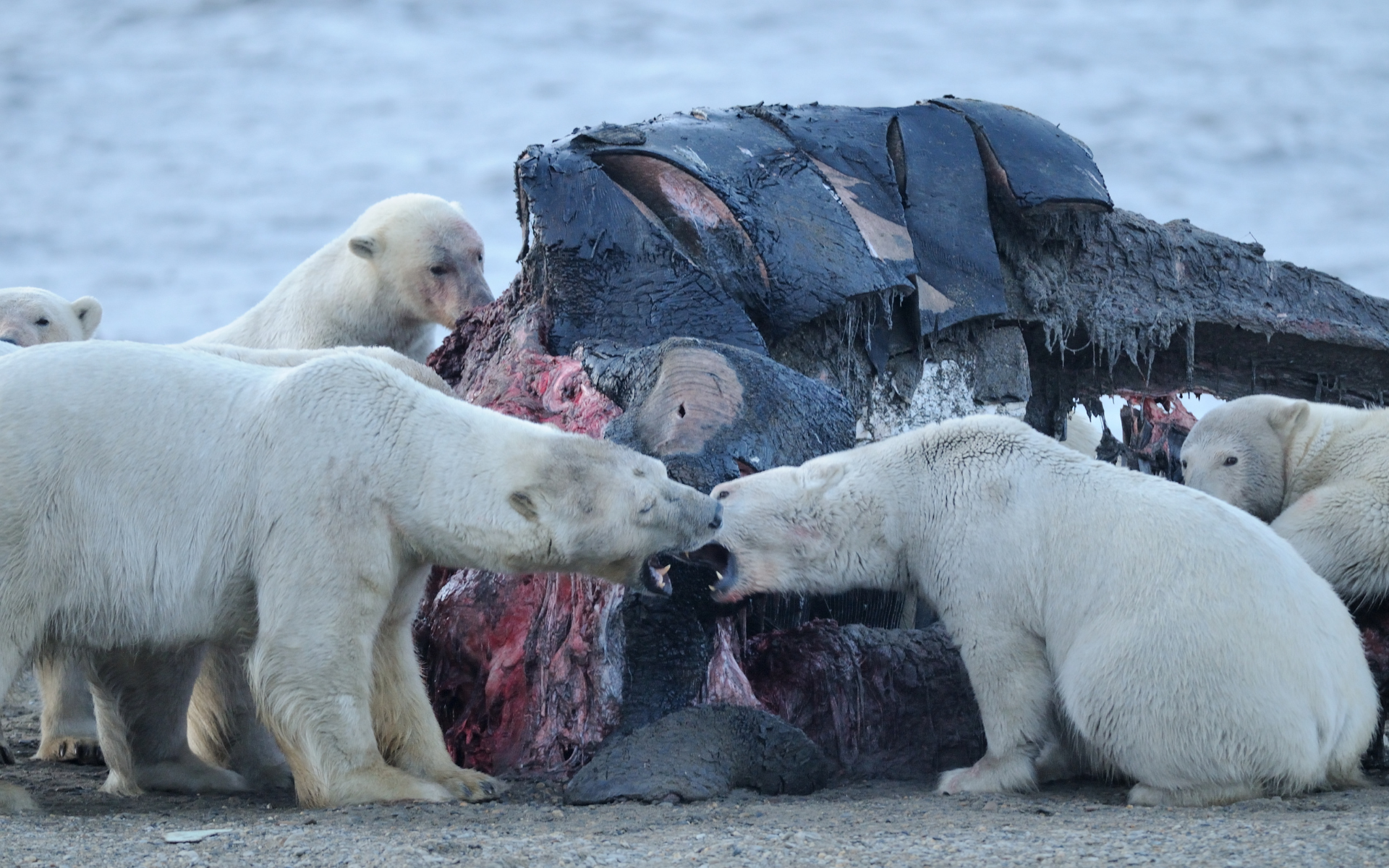 un grupo de osos polares comiendo del cadaver de una ballena.