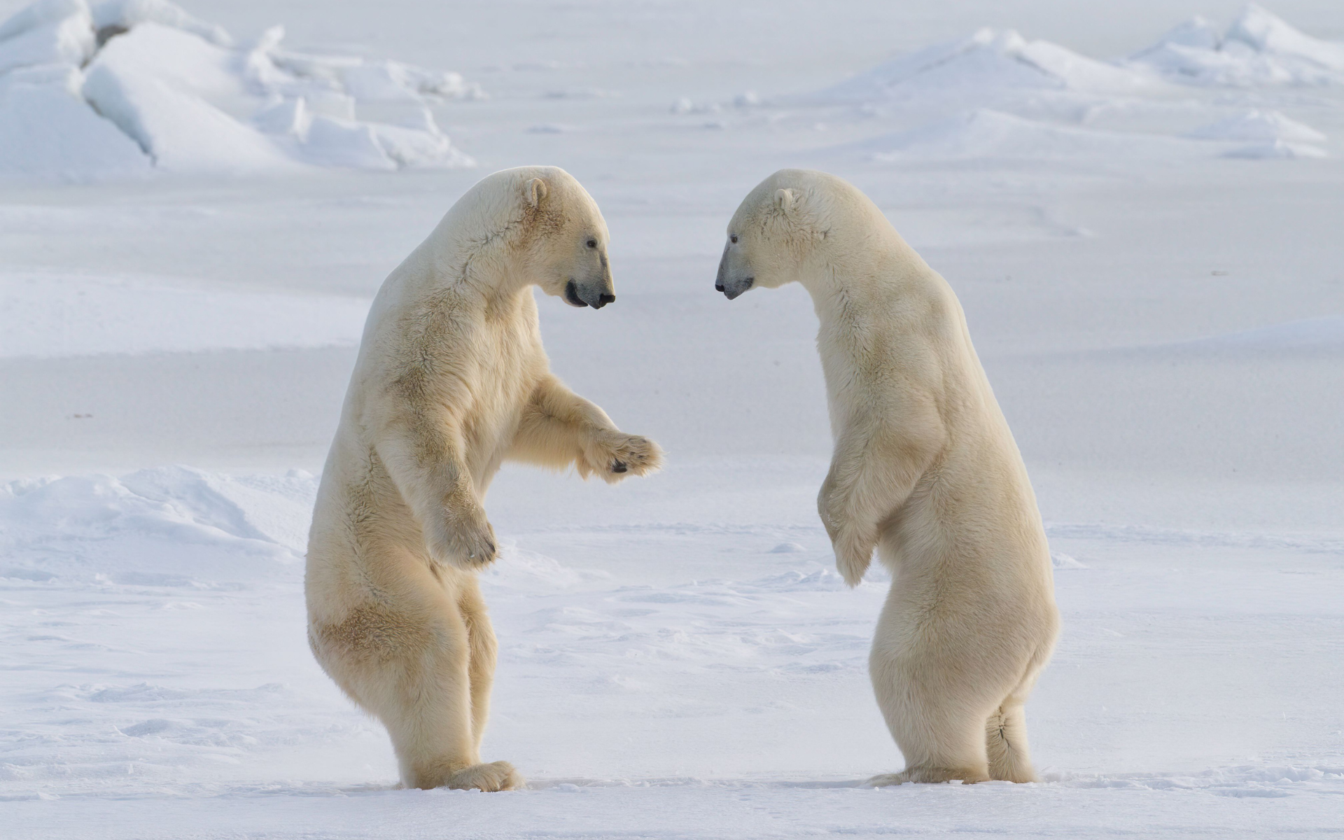 Dos osos polares de pie sobre la nieve.
