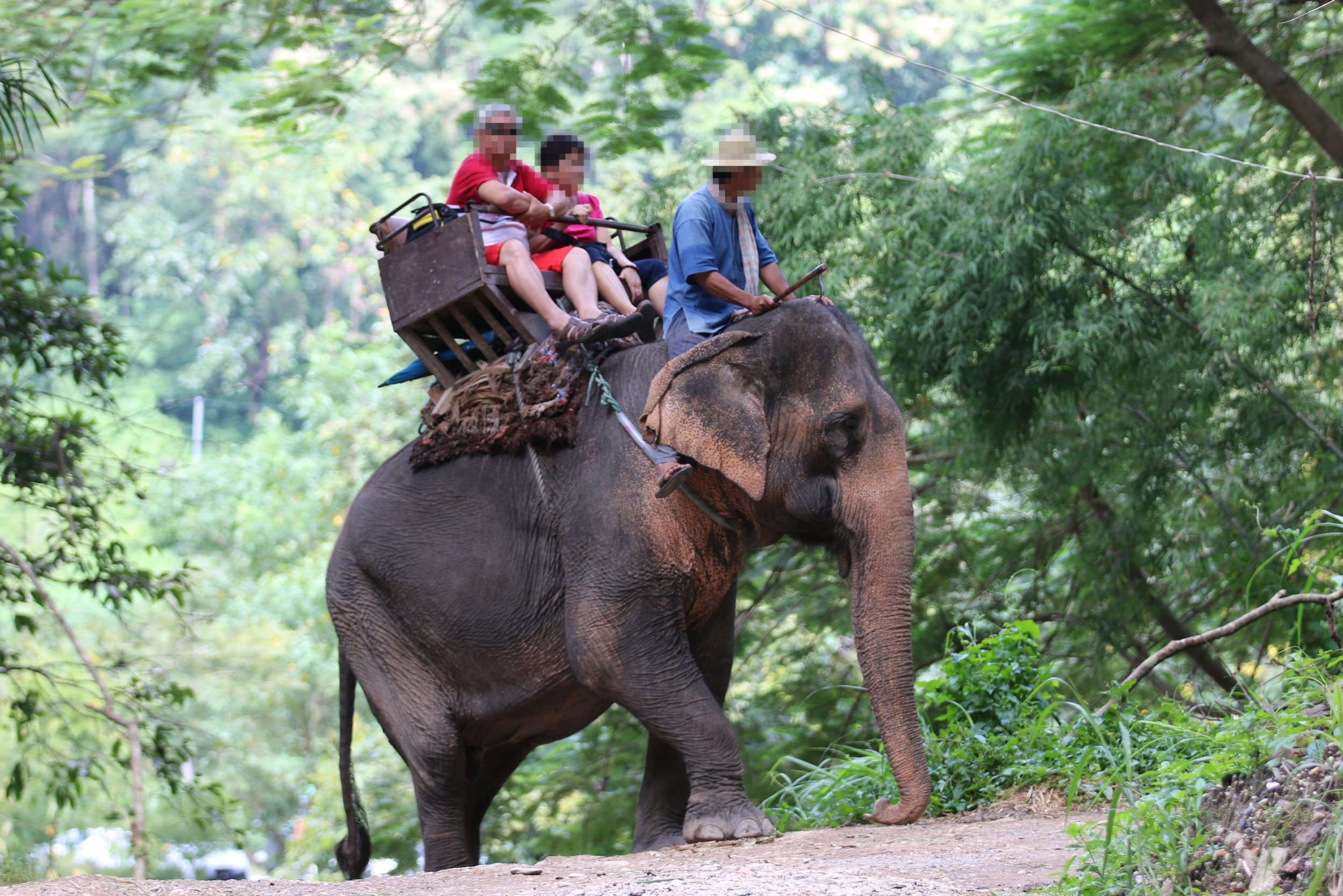 Turistas dan un paseo sobre un elefante en Tailandia.