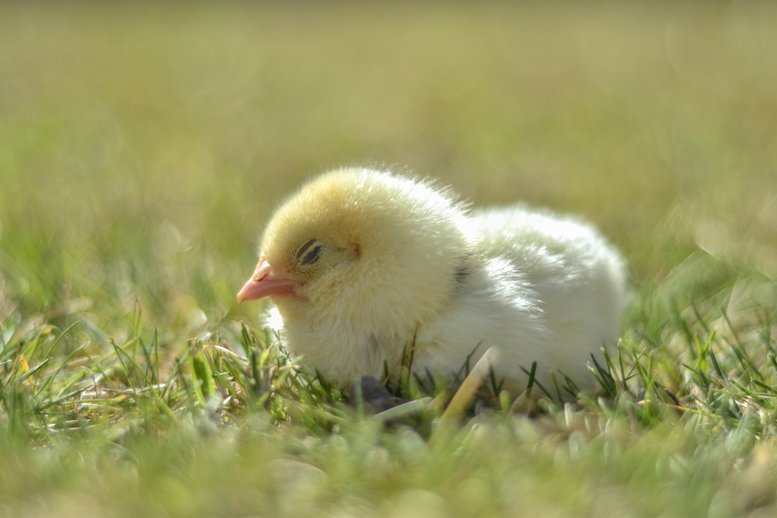 Un pollo durmiendo apaciblemente sobre la hierba.