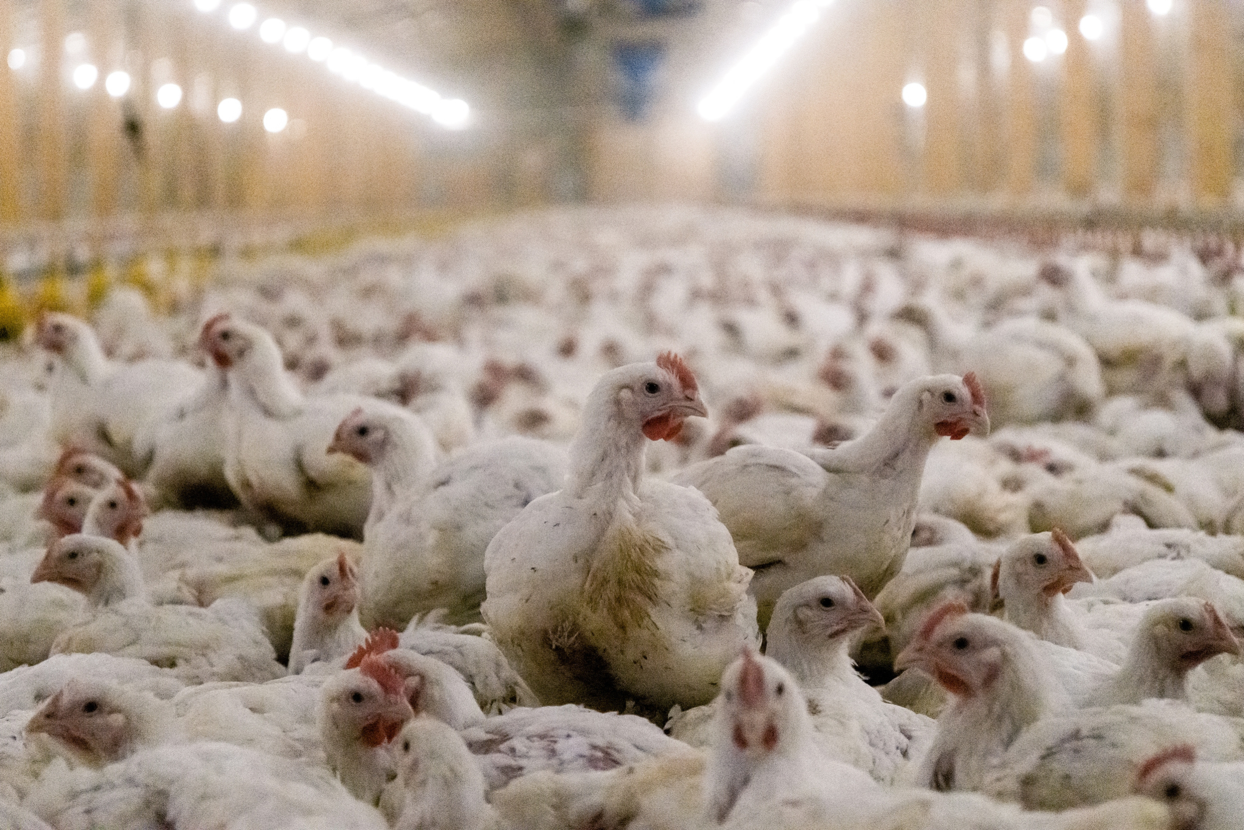 Un pollo mira con ansiedad en medio de un grupo de pollos hacinados en una granja industrial.