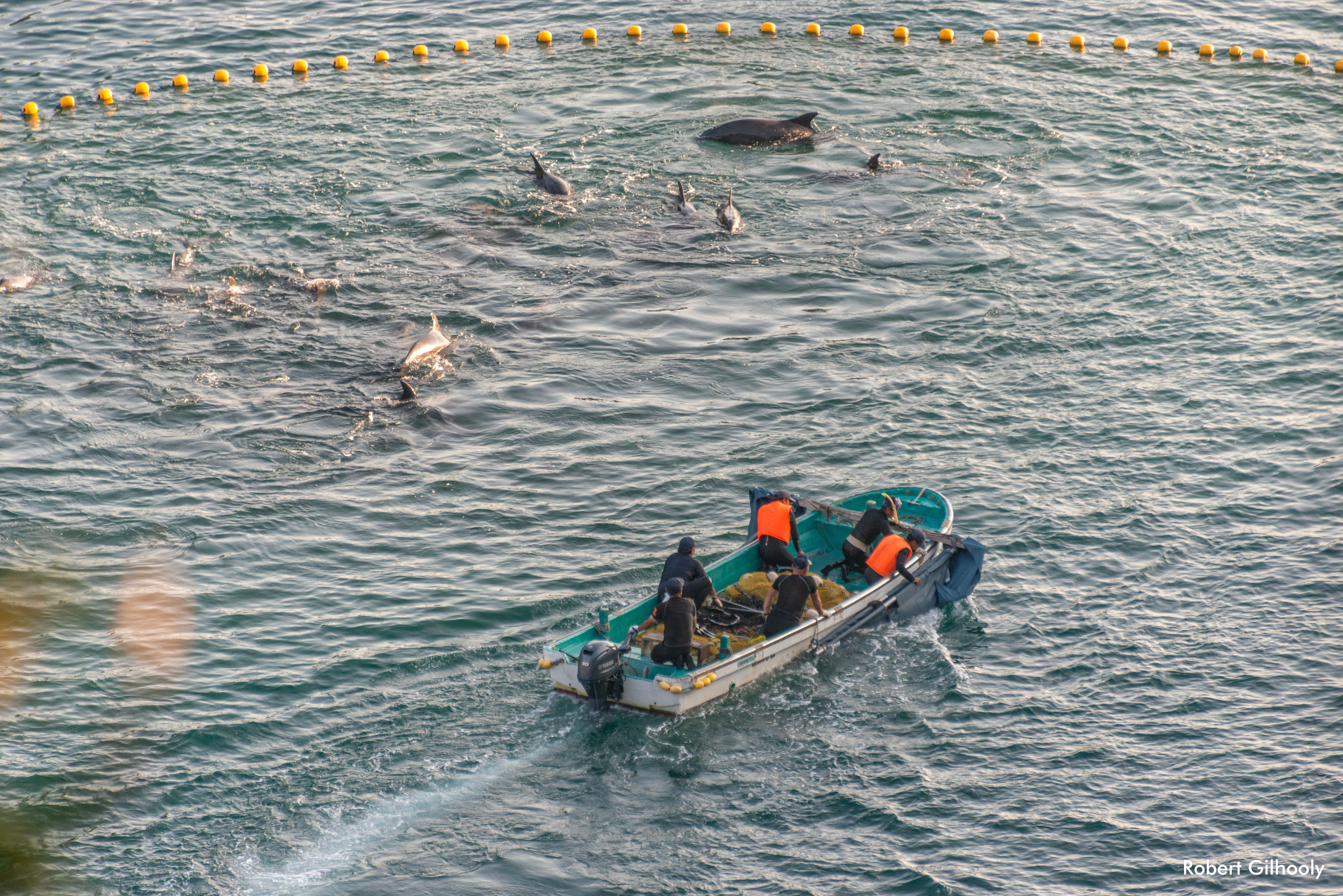Delfines son acorralados durante la caza de delfines de Taiji.