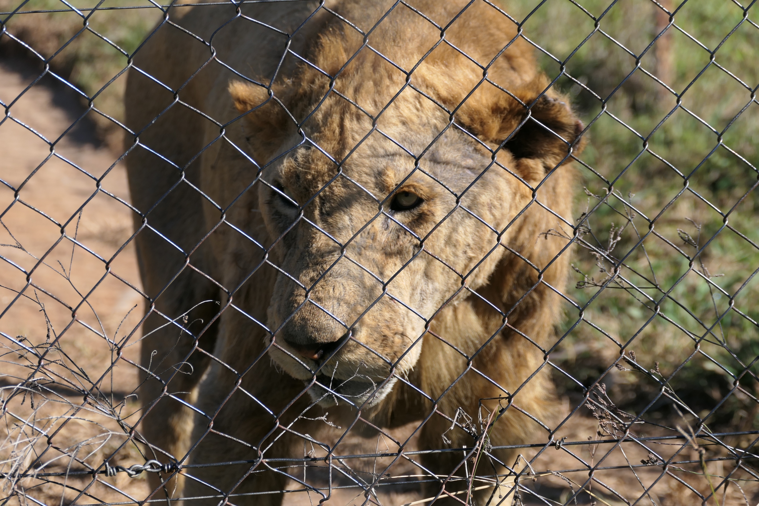 Un león en una granja de cria en cautiverio en Sudáfrica