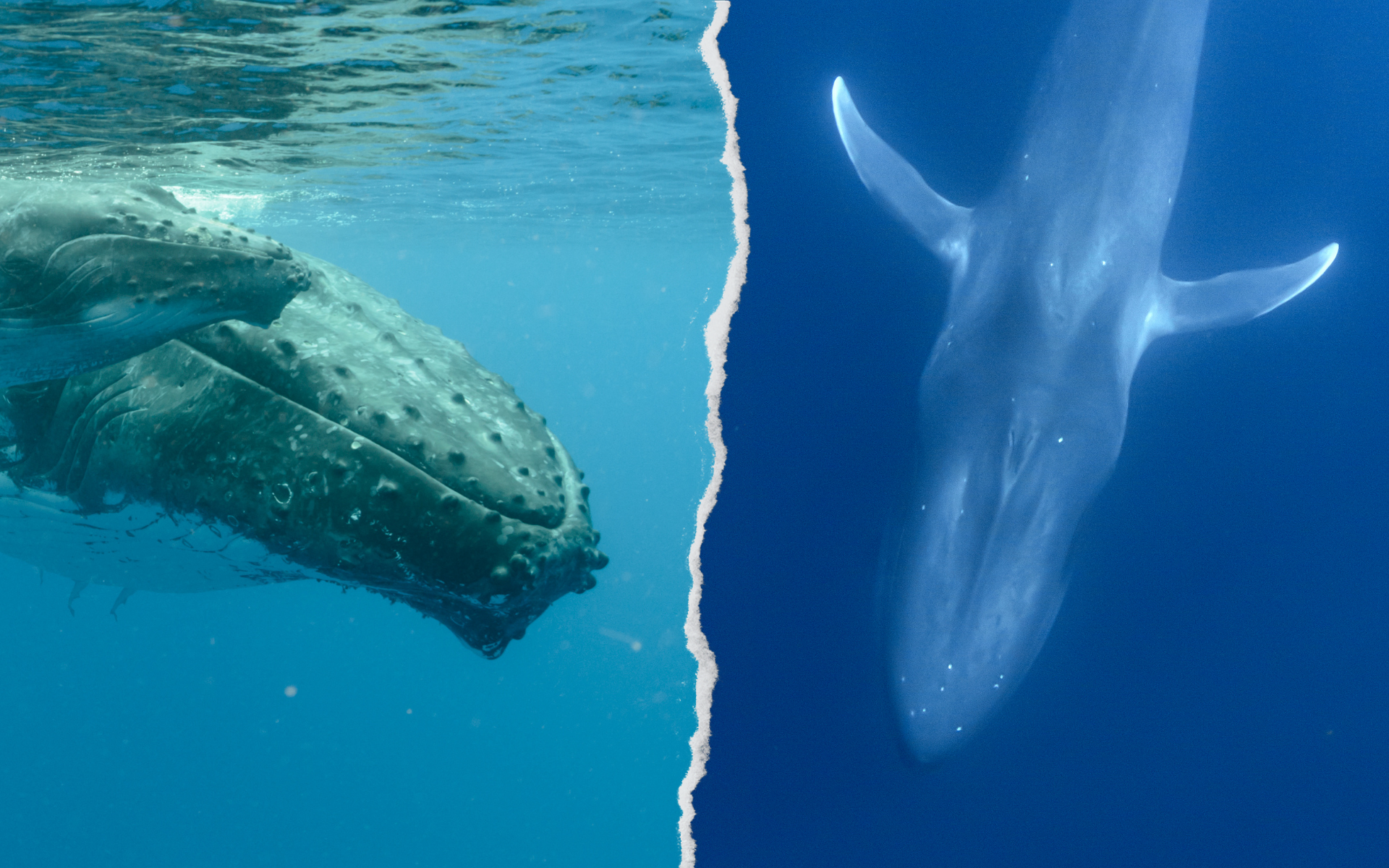gráfico comparativo entre la apariencia de una ballena jorobada y una azul. La primera tiene una serie de protuberancias, la segunda es completamente lisa.