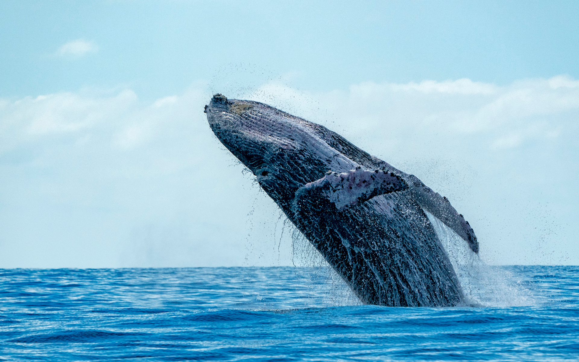 Una ballena jorobada saltando fuera del agua.