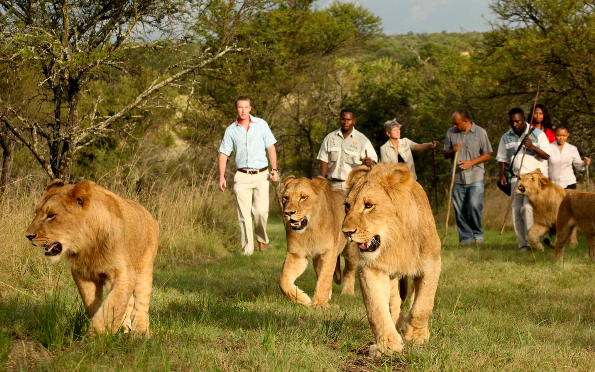 un grupo de turistas caminan detrás de una manada de leones.