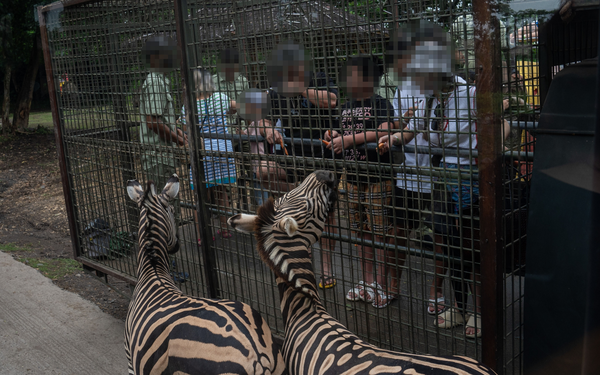 Zebras son alimentadas en una atracción turística en Bali - World Animal Protection.