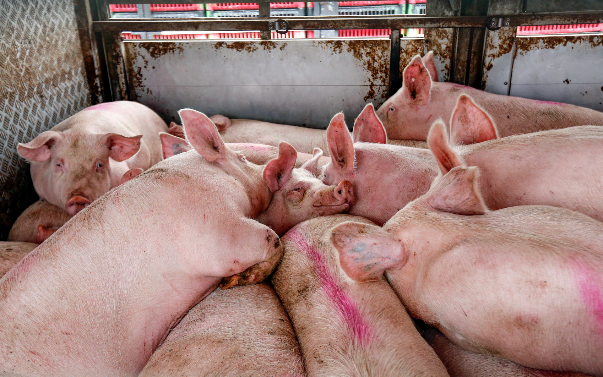 un grupo de cerdos hacinados en un camión transportador.