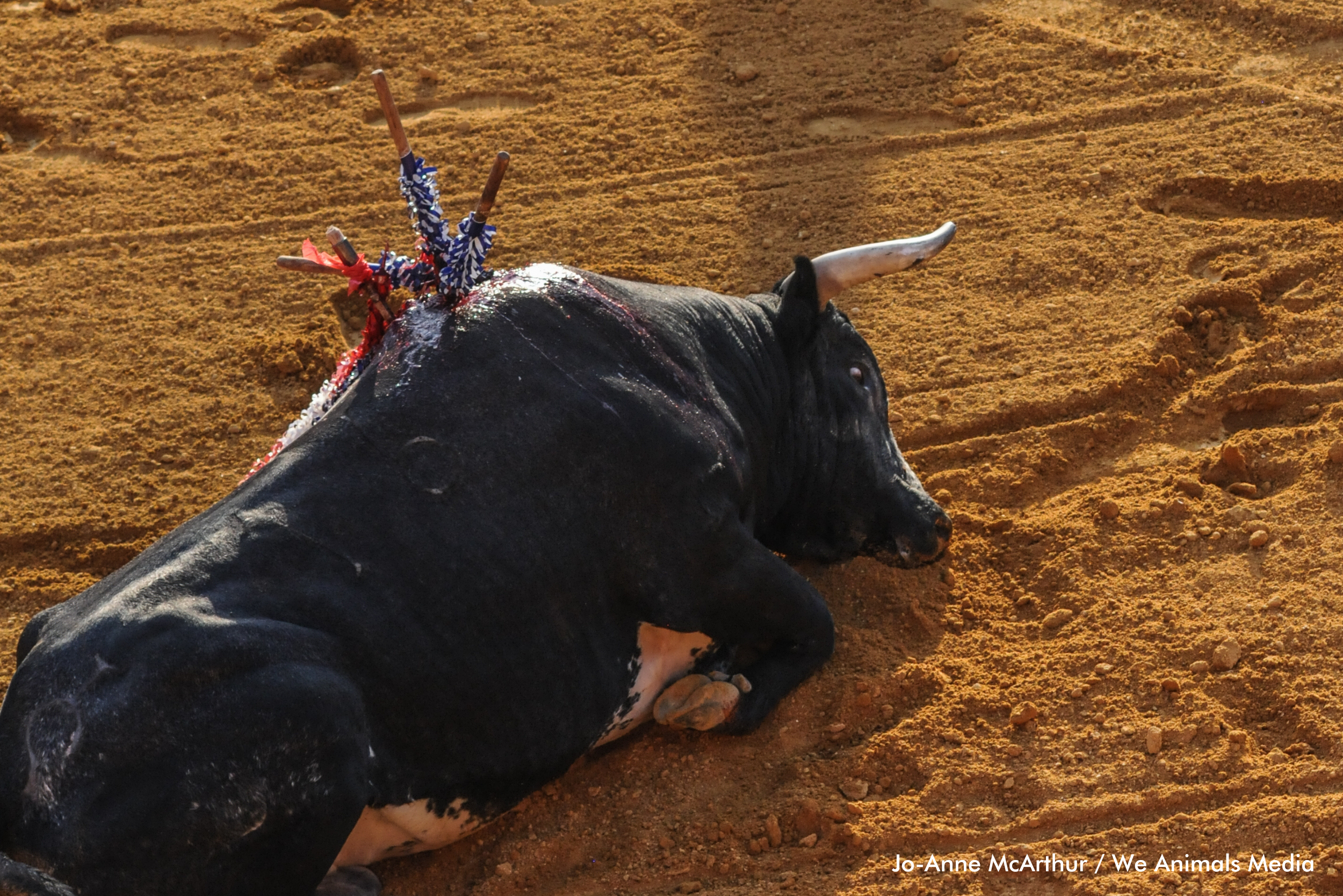 Un toro herido sobre la arena de un redondel. 