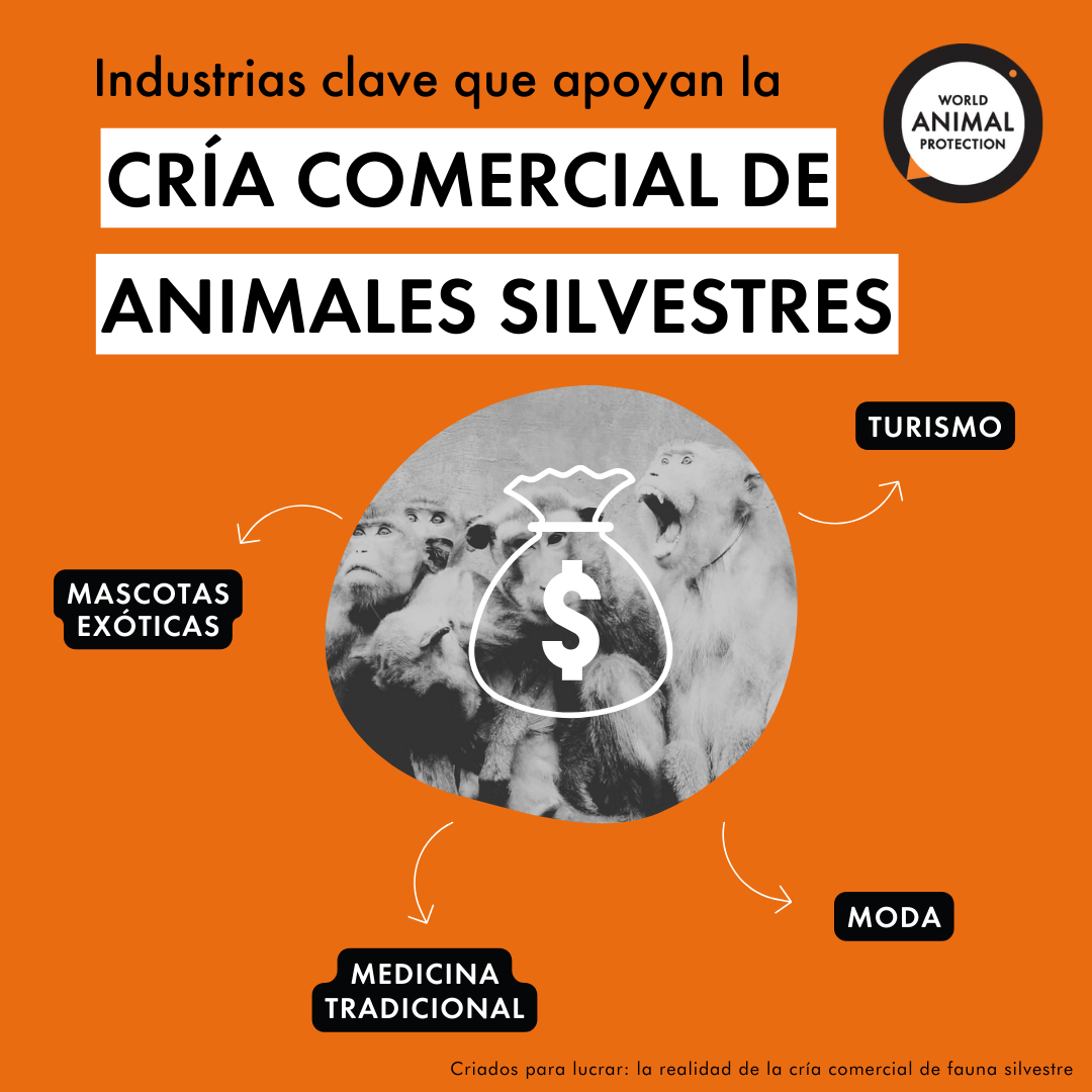 Diagrama muestra las principales industrias que alimentan la industria de las granjas de animales silvestres