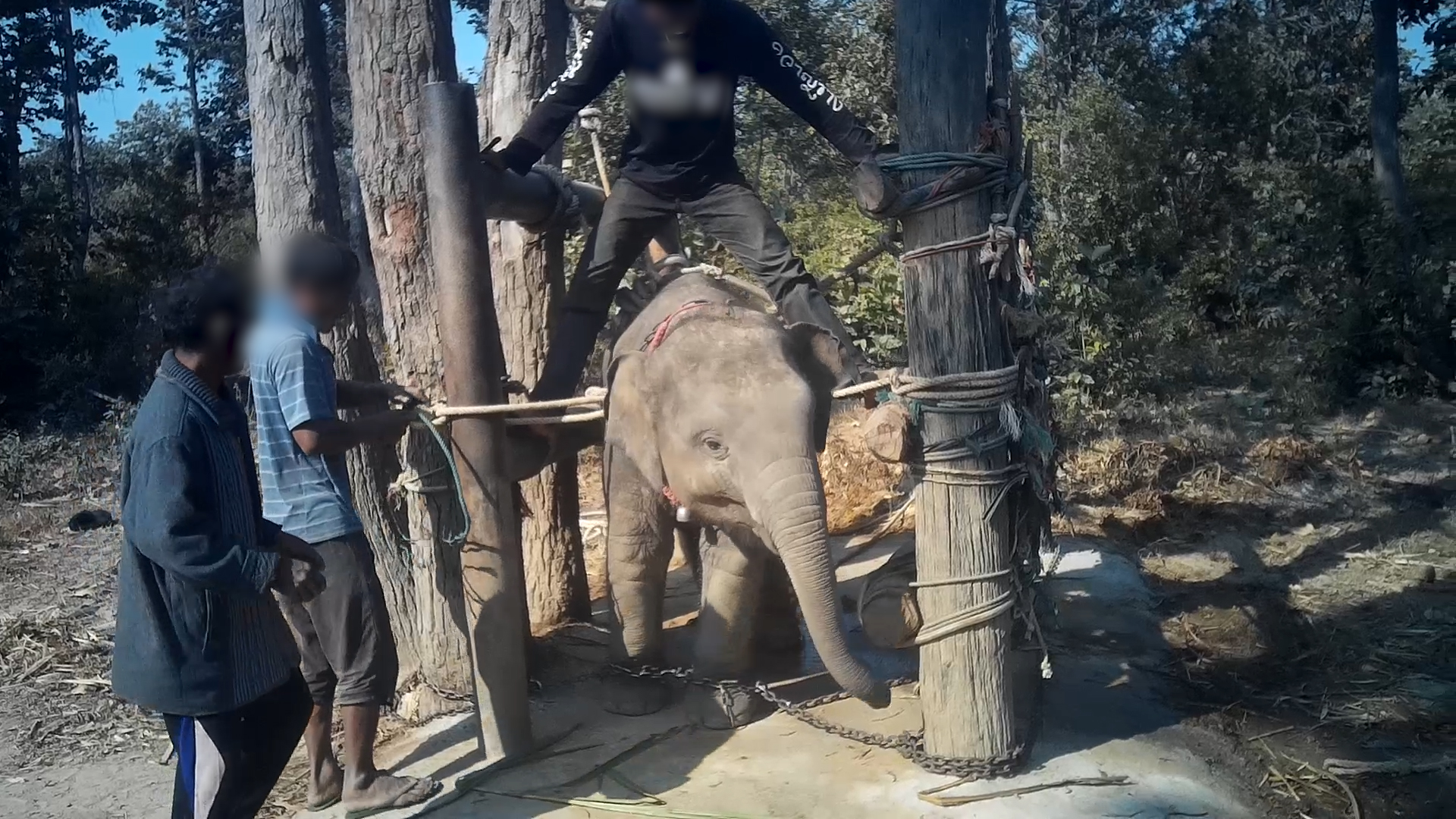 Un elefante joven es encadenado como una cruel forma de "entrenamiento"
